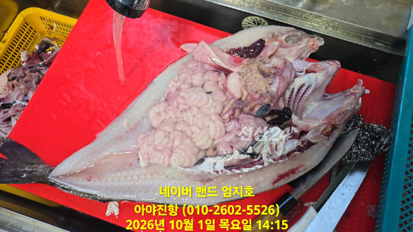 이날 조과를 보여 주는 쿨러 라인업 / 10월 1일 등따기 손질 장면. 사이즈가 장판이었다는 선장 기록