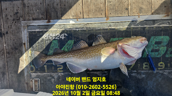 이날 조과를 보여 주는 쿨러 라인업 / 10월 1일 등따기 손질 장면. 사이즈가 장판이었다는 선장 기록