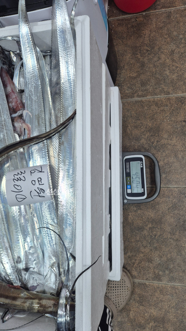 10월 2일 갈치 조과와 45.04kg 저울 / 출처: 선상24