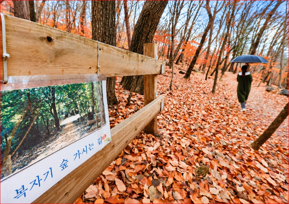 광릉 복자기 숲길과 광릉 전시 안내 / 출처: 궁능유적본부