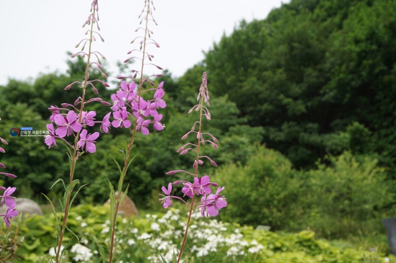 DMZ자생식물원 분홍바늘꽃 군락 / 출처: 산림청 국립수목원